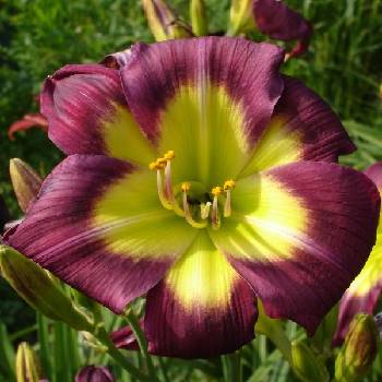 Лилейник Hemerocallis ‘Night Beacon’ 